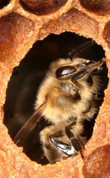 Honigbiene - Arbeiterin